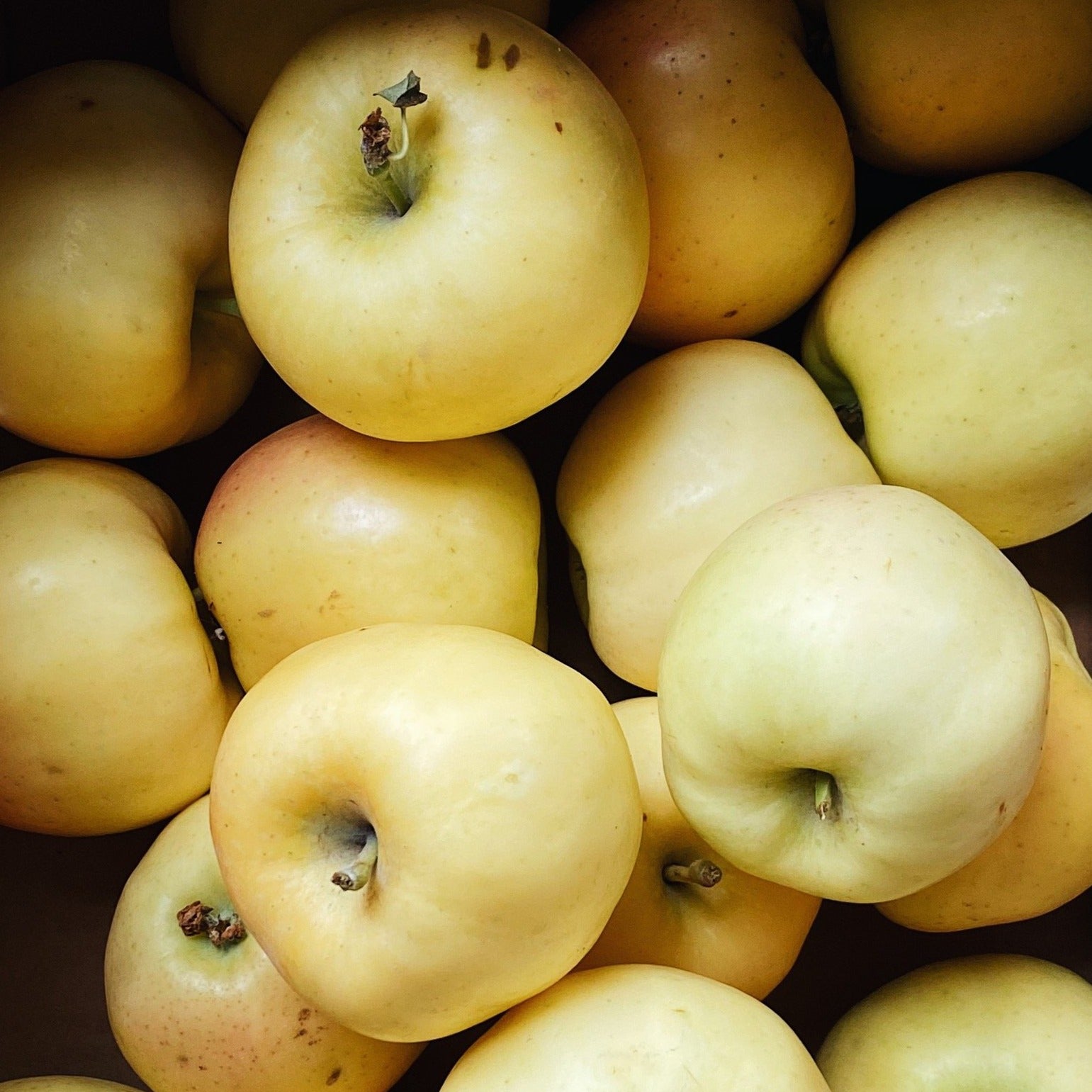 Aurora Golden Gala Apples Flourist