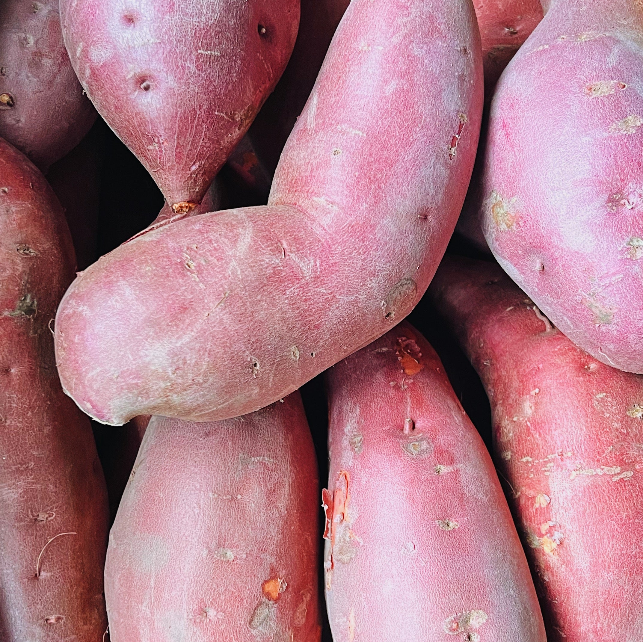 Single Large Organic Yam Flourist