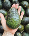 Single Large Hass Avocado