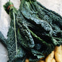 UBC Farm Organic Lacinato Kale
