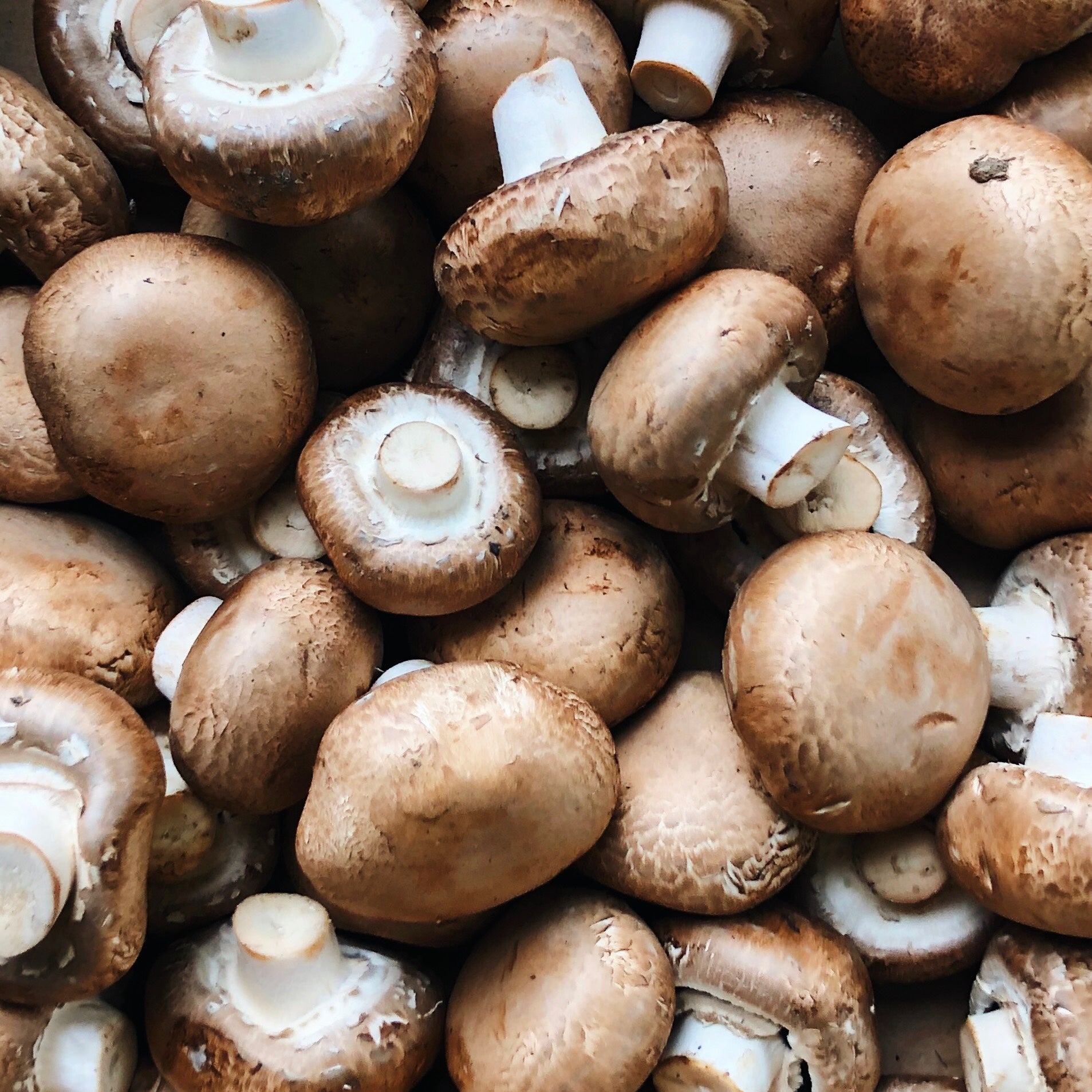 BC Crimini Mushrooms – Flourist