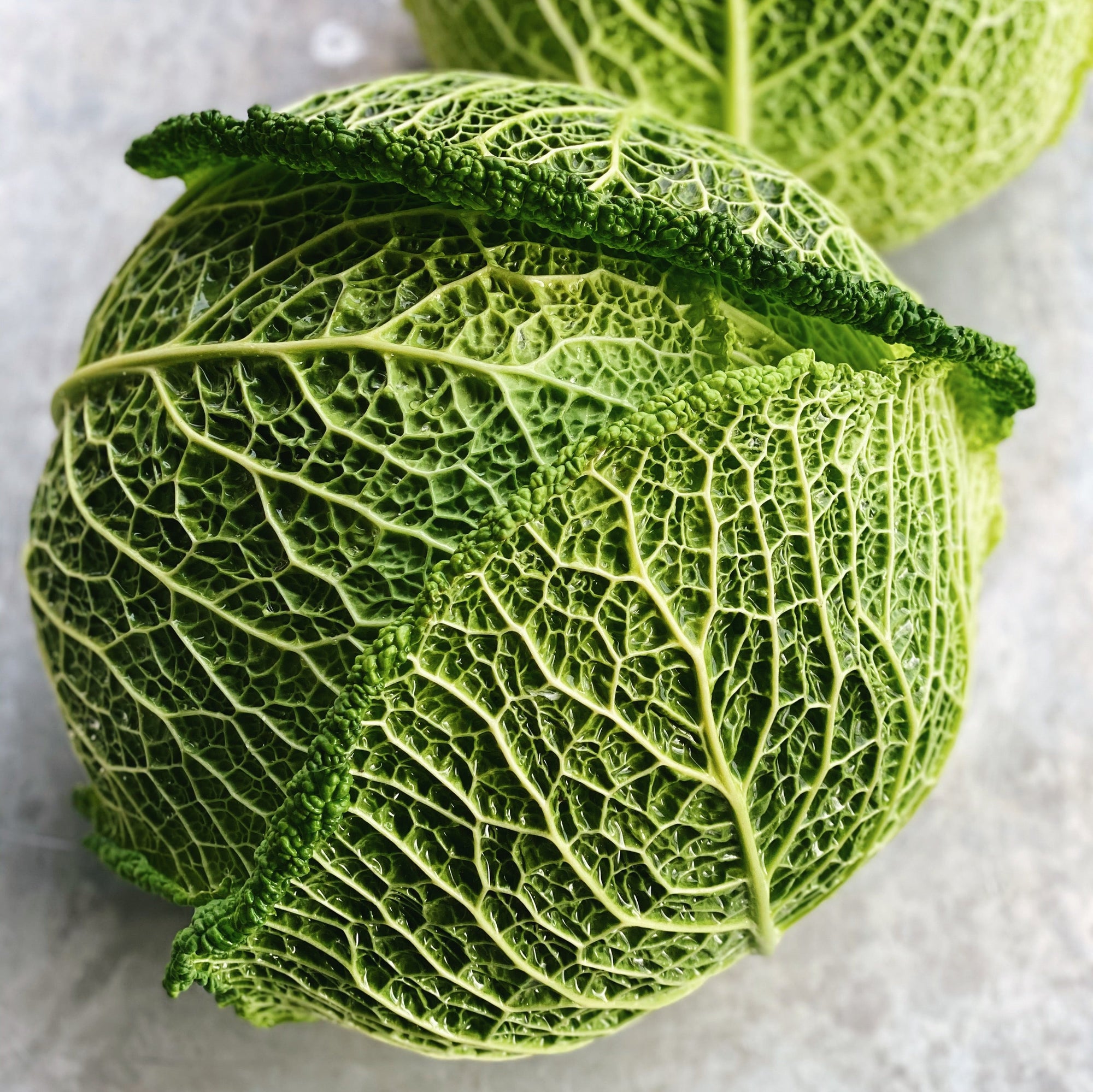 North Arm Farm Savoy Cabbage
