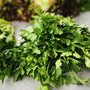 BC Grown Organic Italian Parsley