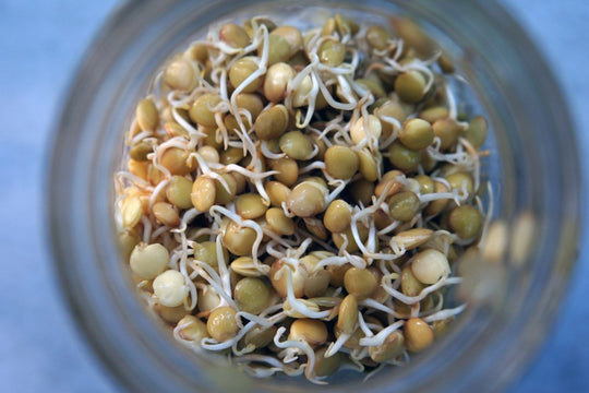DIY Home Sprouting Guide