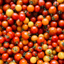 UBC Farm Cherry Tomatoes