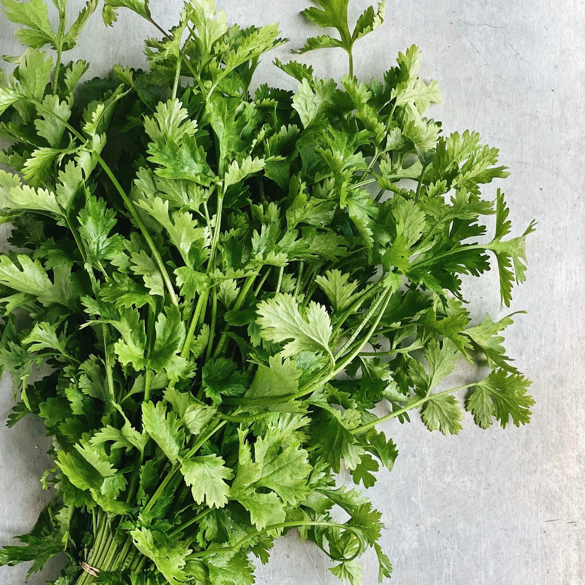 UBC Farm Organic Cilantro