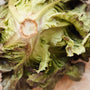 UBC Farm Local Organic Redleaf Lettuce