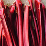 Local BC Grown Rhubarb