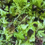 UBC Farm Organic Salad Mix