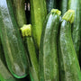 UBC Farm Organic Green Zucchini