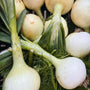 UBC Farm Organic Fresh Walla Walla Onions