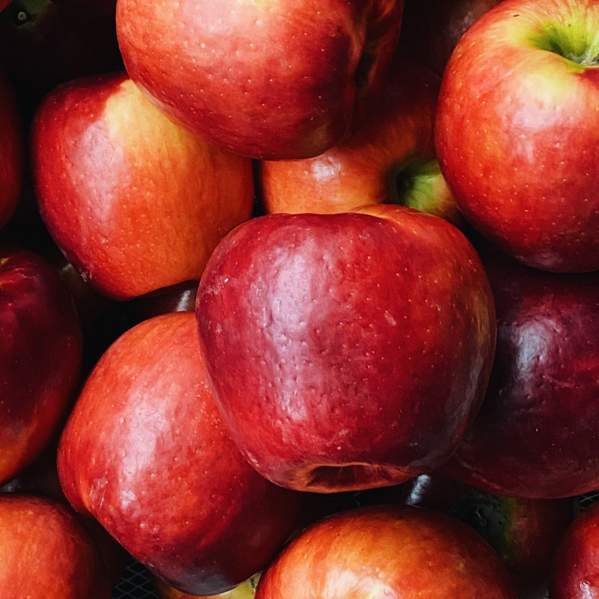 BC Grown Premium EverCrisp Apples