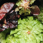 UBC Mini Gem Lettuce Heads