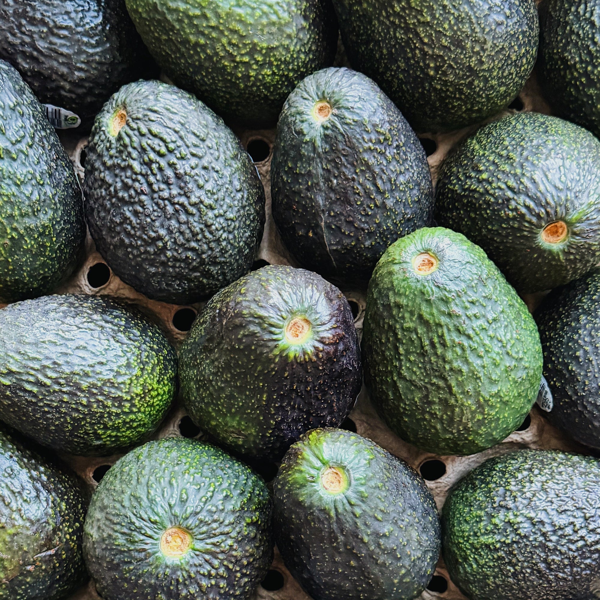 Single Large Hass Avocado