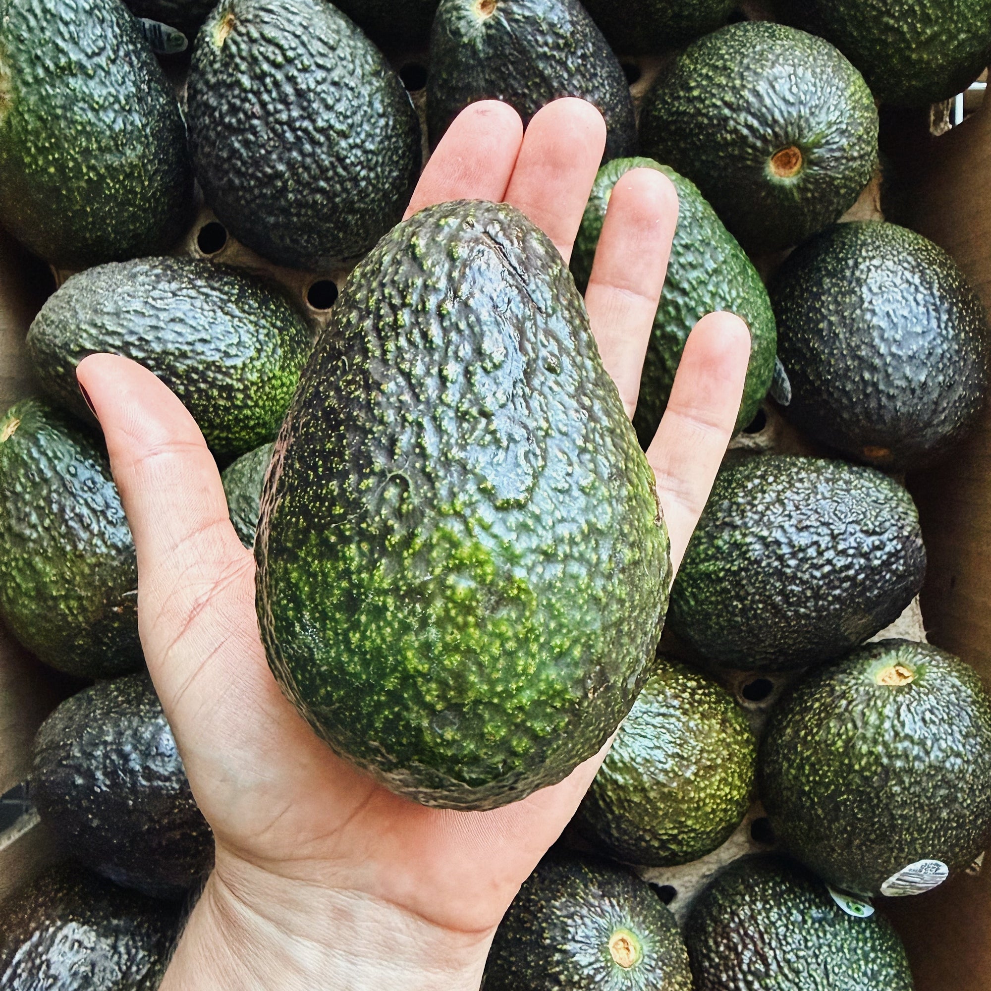 Single Large Hass Avocado