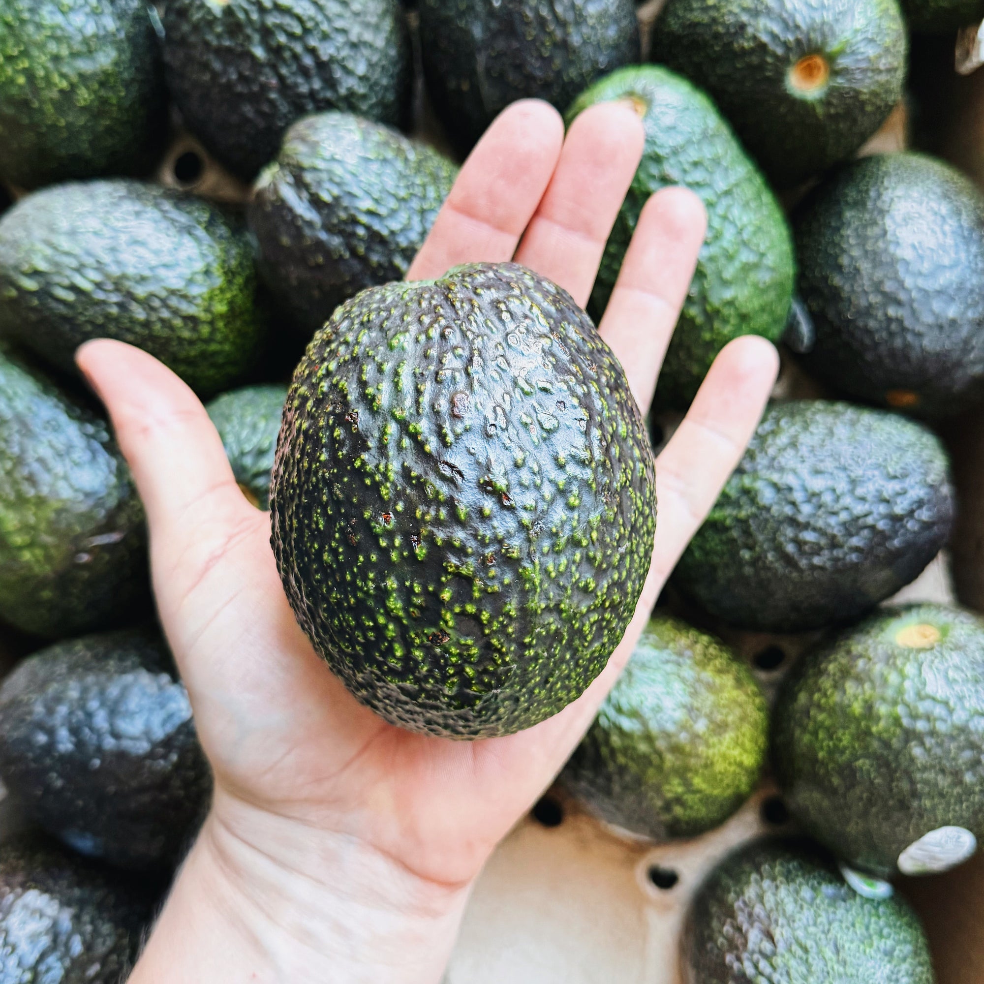 Single Large Hass Avocado
