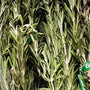 Organic Rosemary Bunch