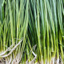 UBC Farm Organic Green Onions