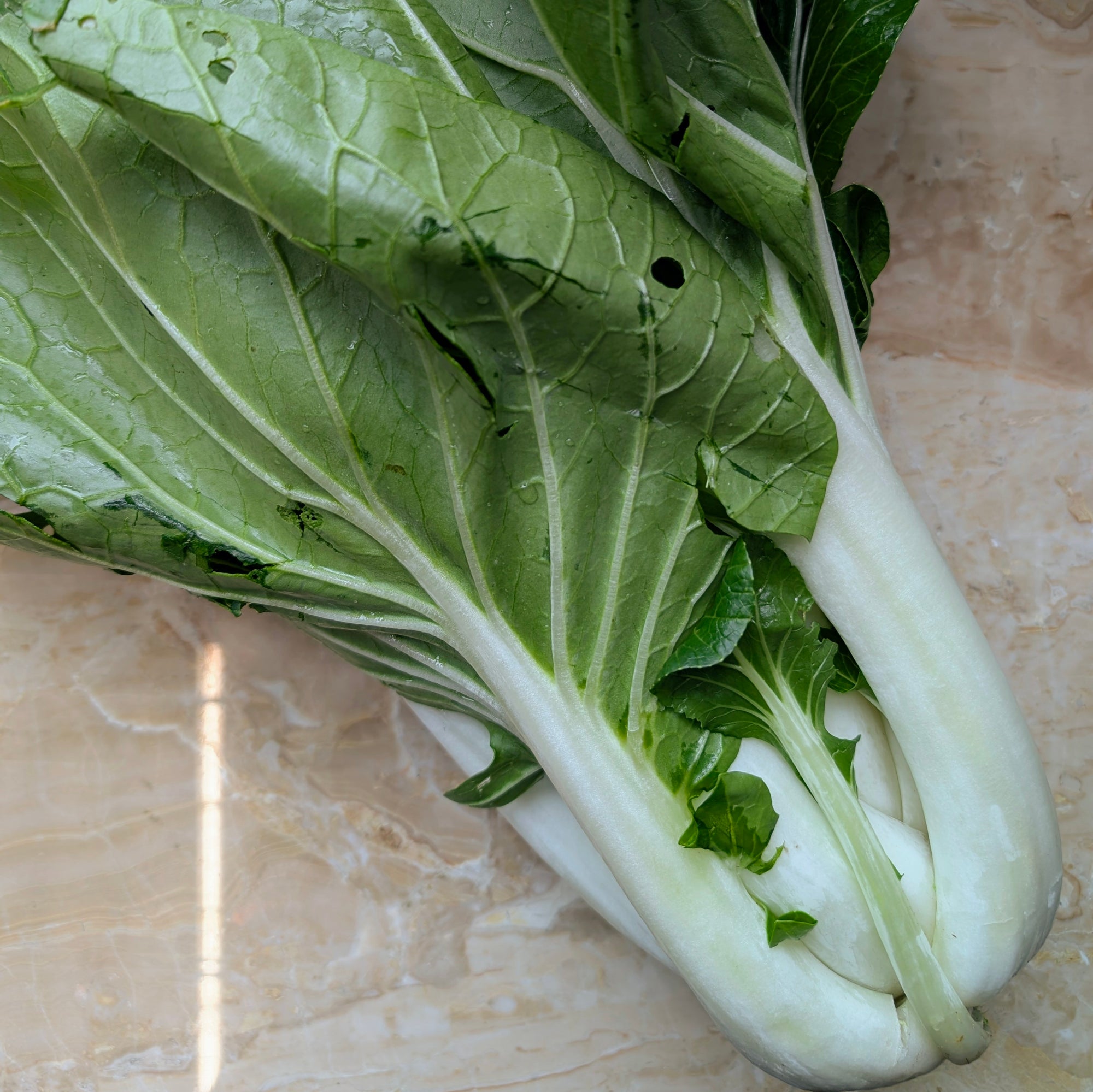 UBC Farm Organic Bok Choy