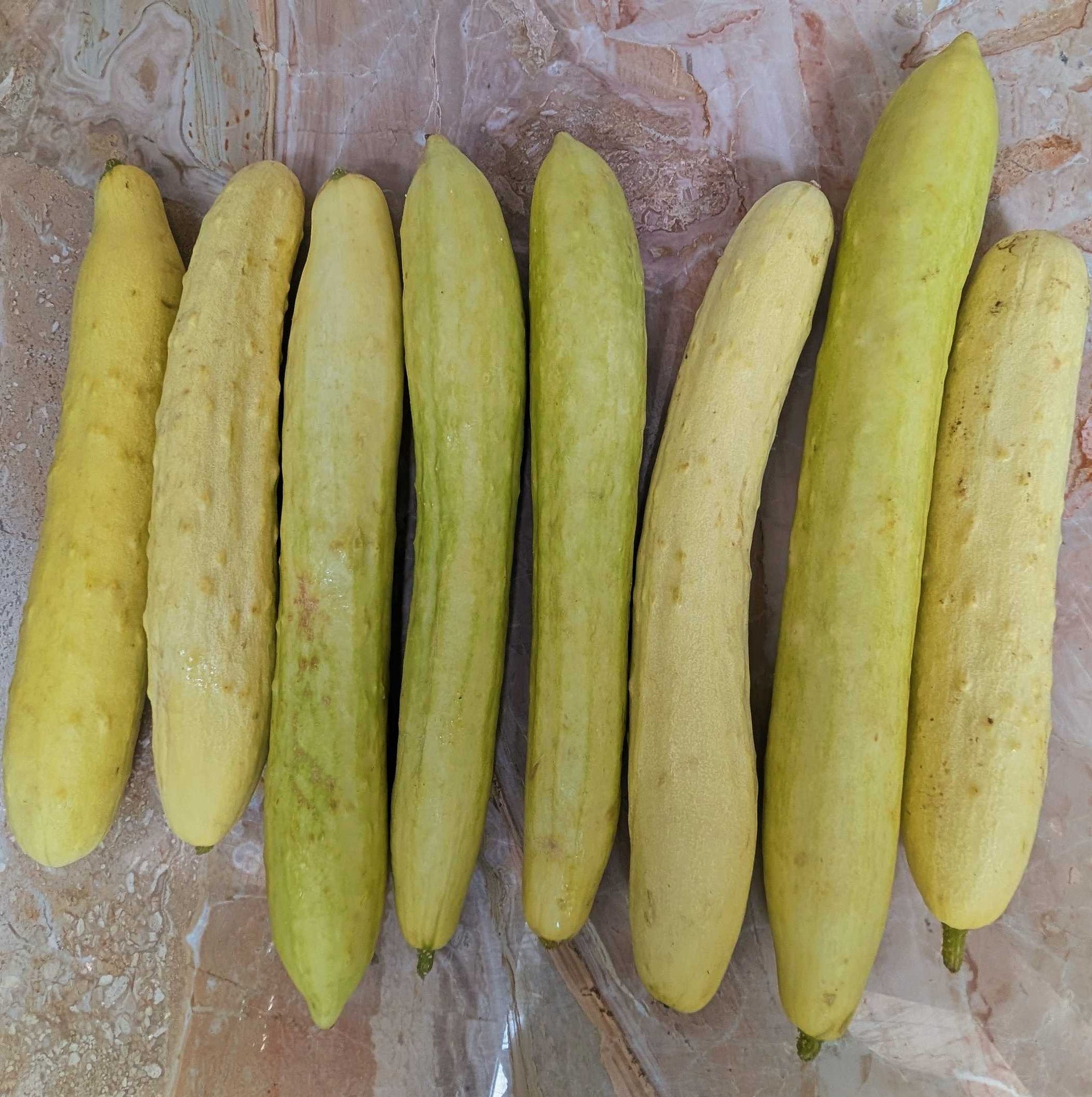 UBC Farm Organic Yellow Cucumber