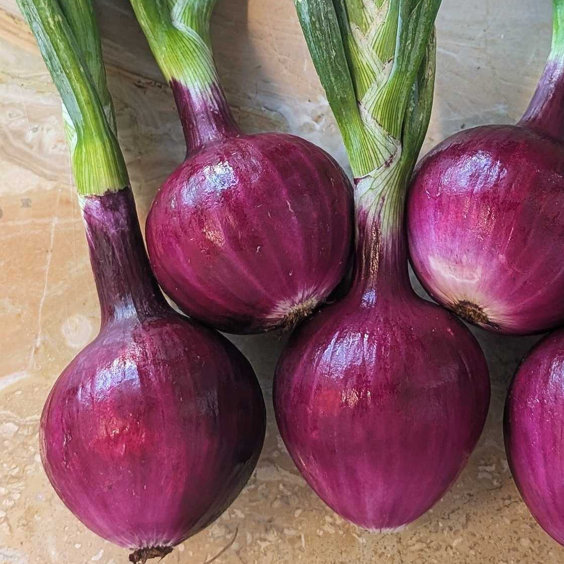 UBC Farm Organic Fresh Red Onions