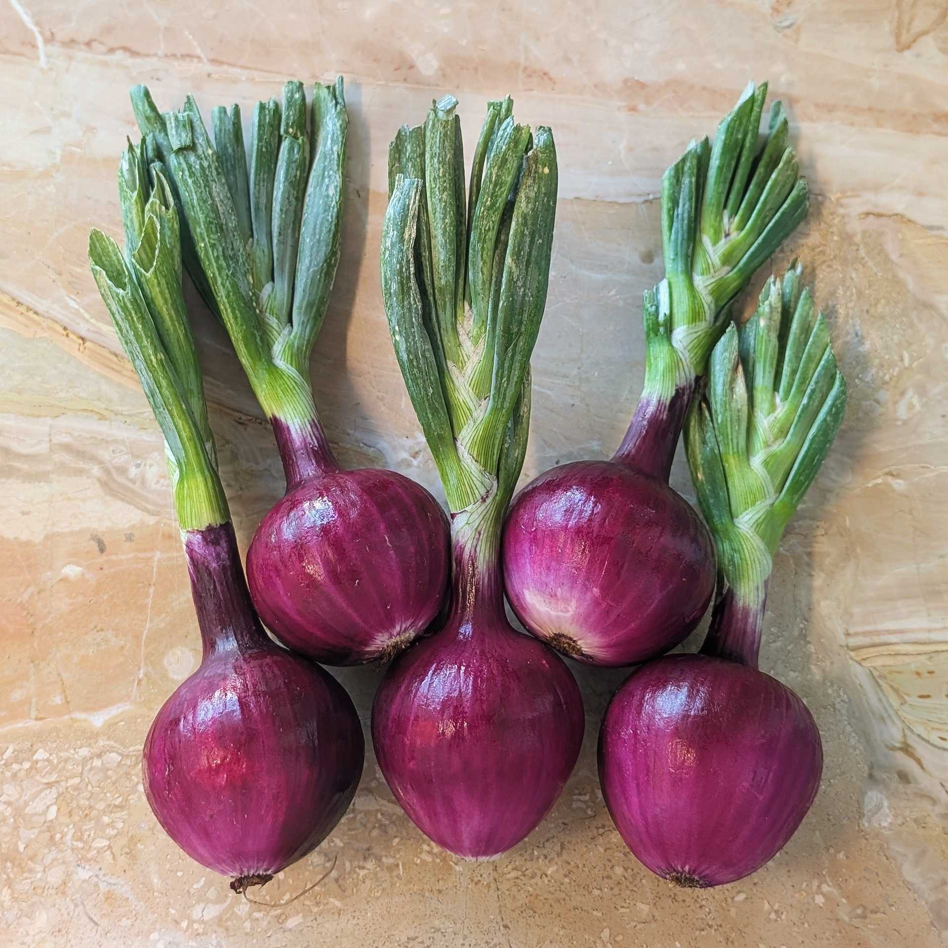 UBC Farm Organic Fresh Red Onions