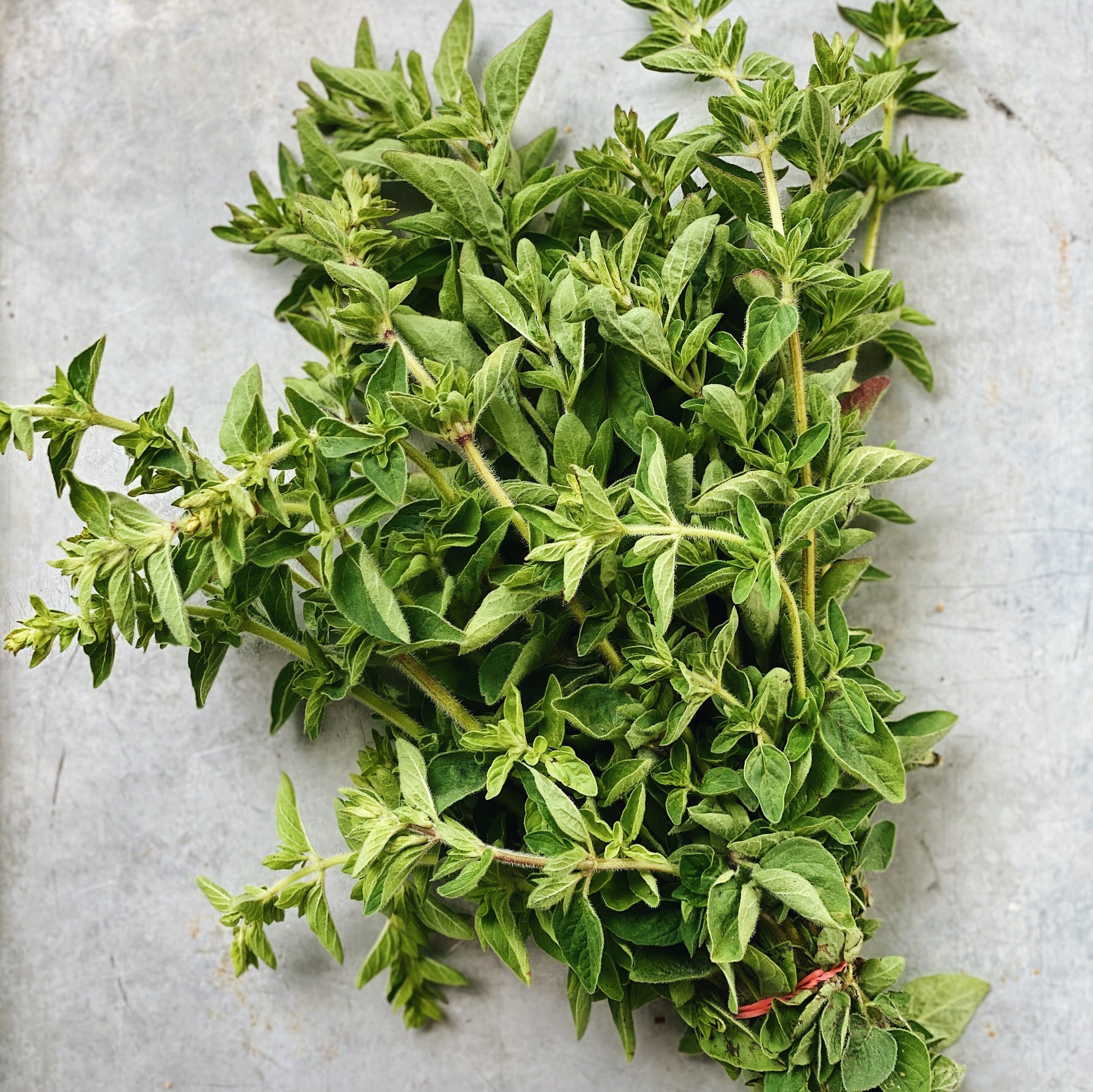 UBC Farm Oregano