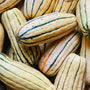 Organic Klippers Delicata Squash