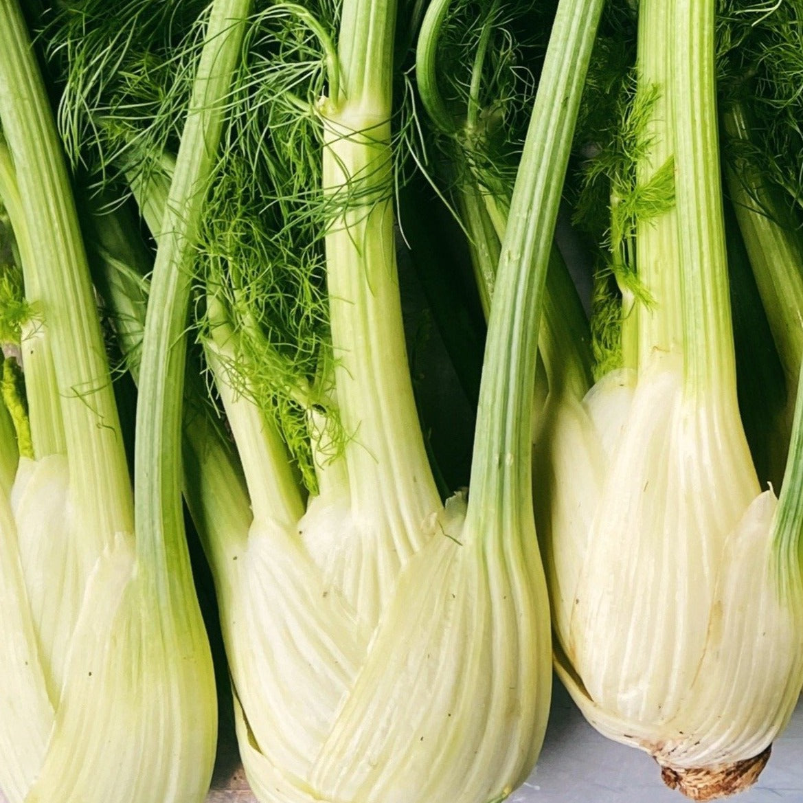 Local Harvest Fennel