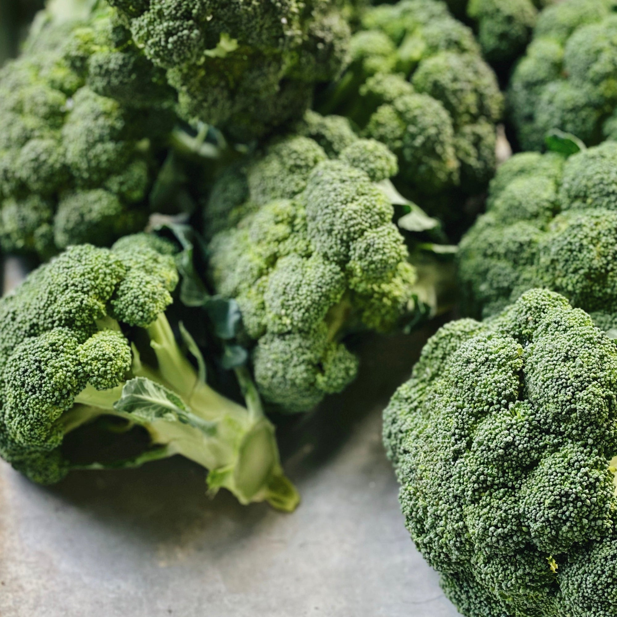 UBC Farm Organic Broccoli