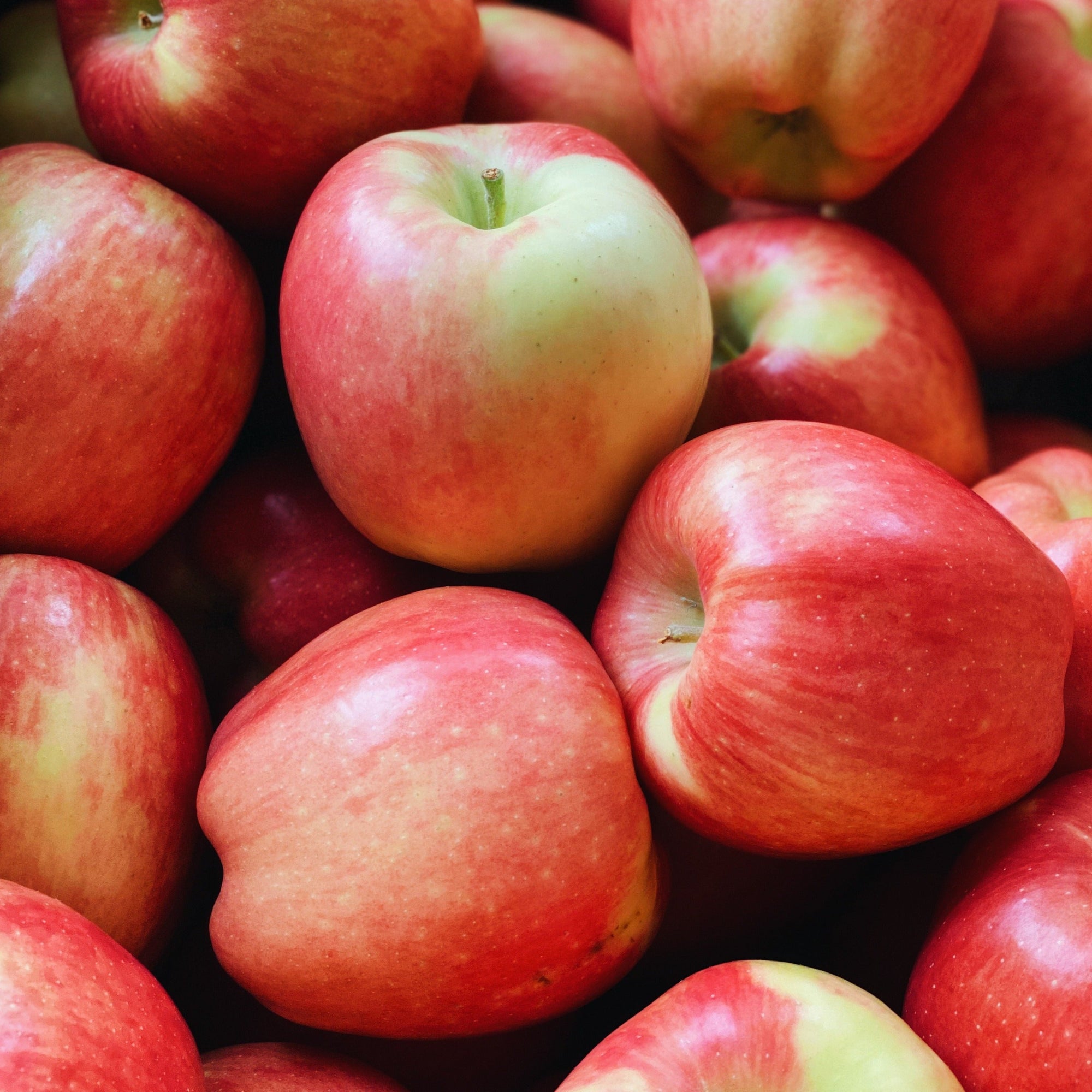 BC Ambrosia Apples