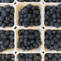 BC-Grown Premium Blackberries