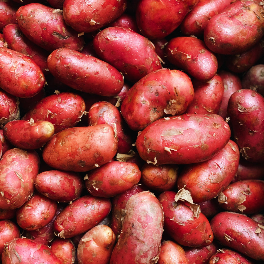 North Arm Farm Red Fingerling Potatoes