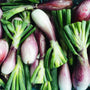 Fresh UBC Farm Shallots