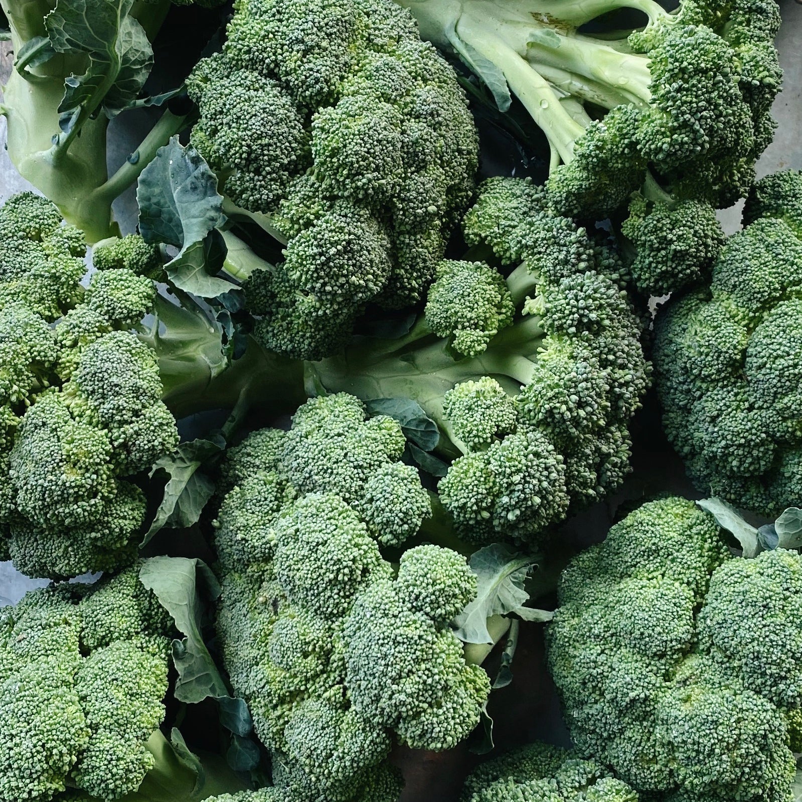UBC Farm Organic Broccoli