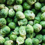 BC Grown Brussels Sprouts