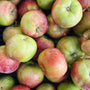 BC Grown Organic Macintosh Apples