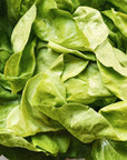 Athiana Acres Organic Butter Lettuce