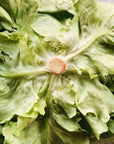 Athiana Acres Organic Butter Lettuce