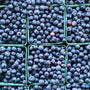 Premium BC Grown Blueberries