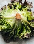 UBC Farm Redleaf Lettuce