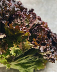 UBC Farm Redleaf Lettuce