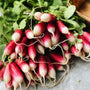 1 LB North Arm Farm Organic French Breakfast Radishes