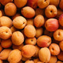 BC Grown Organic Apricots