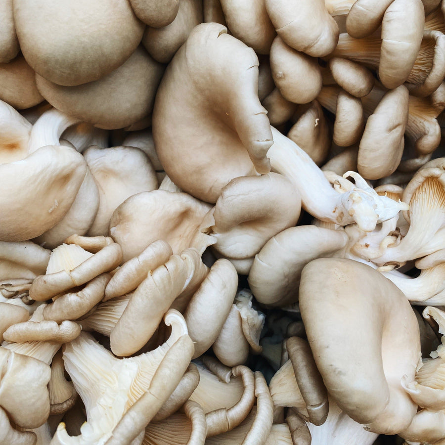 Organic Oyster Mushrooms